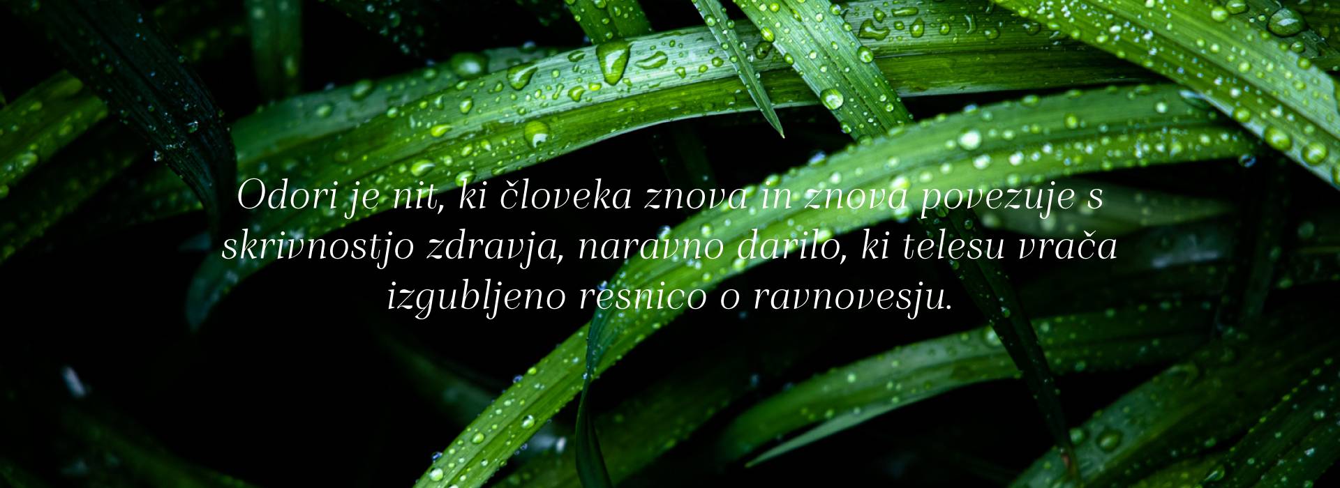 Čiščenje WC školjke