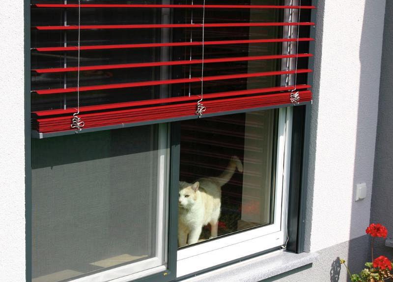 mačka, okno je zaščiteno s komarnikom pod roleto