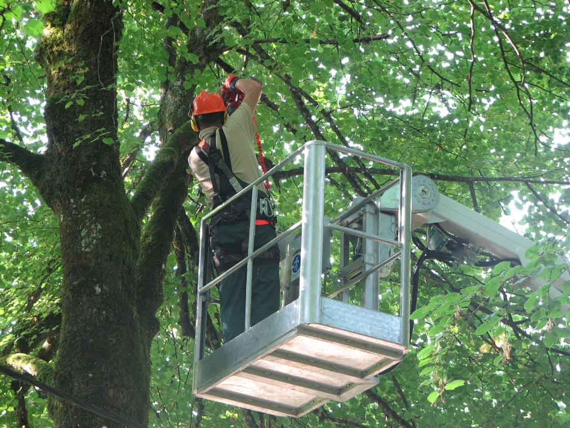 Arboristika