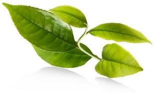 Biomasa