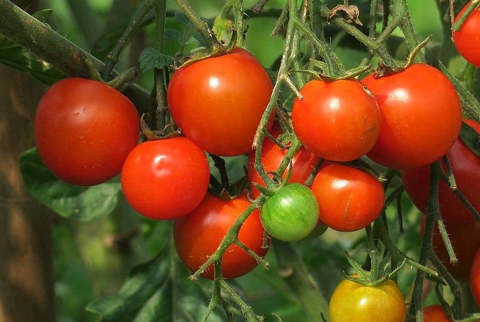 Vrtni rastlinjak za paradižnik