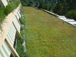 Ravna zelena streha Cena ravna zelena streha