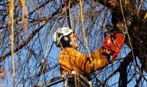 Arborist
