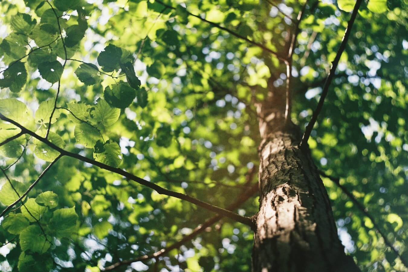 Urejanje okolice hiše in arboristika