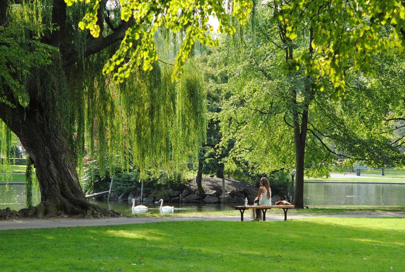 Arboristična sanacija starih in spomeniško zaščitenih dreves
