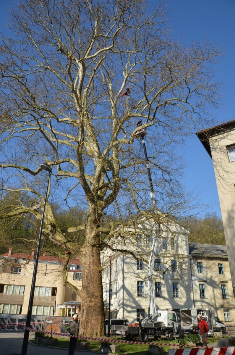 Podiranje drevja