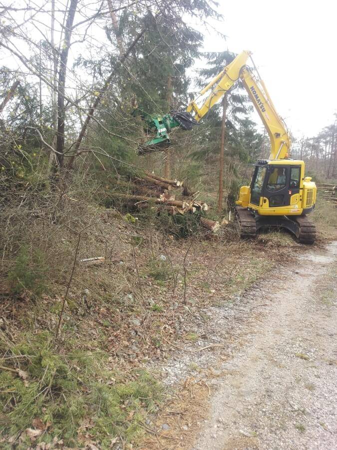 Sečnja lesa