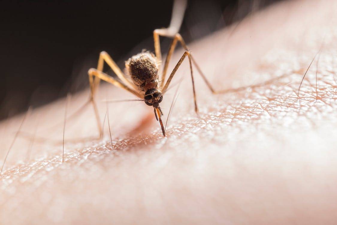 Repelent proti komarjem