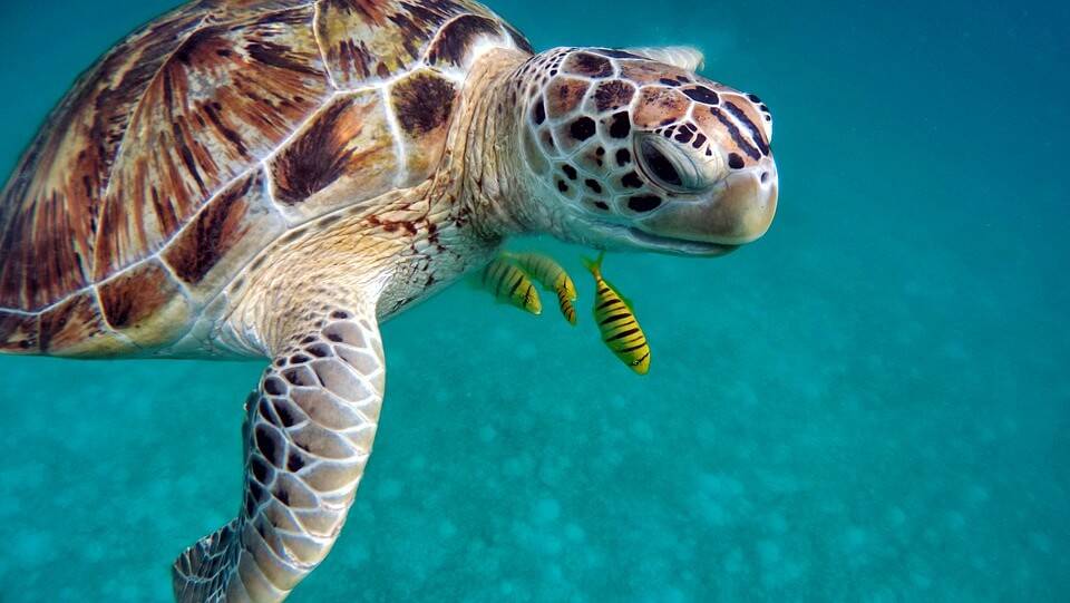 Maldivi all inclusive