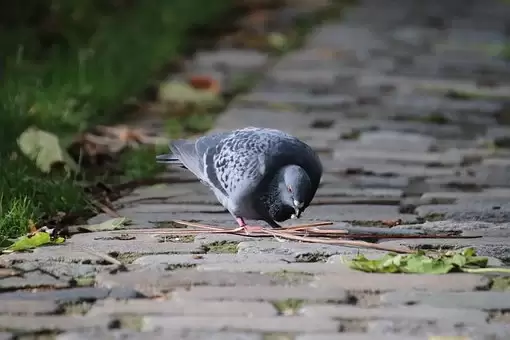 Kako položiti tlakovce