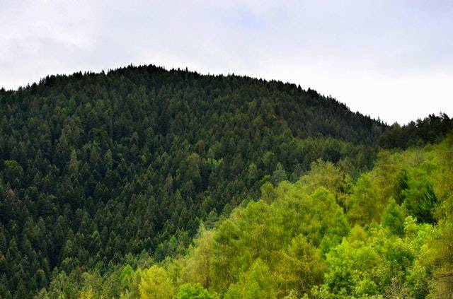 Postelja iz masivnega lesa je dobra izbira za vse, ki želijo biti bližje naravi.