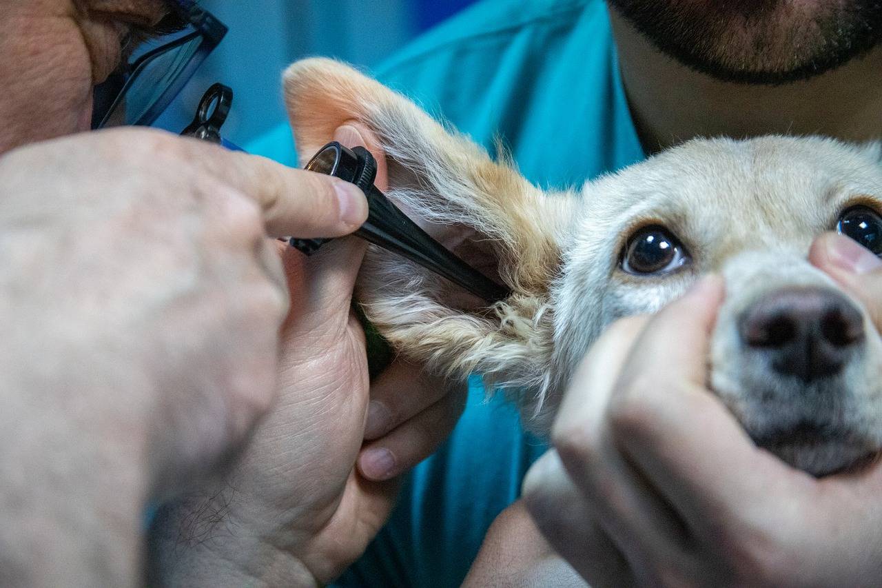 veterinarske storitve za male živali