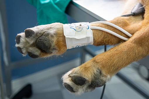 Dežurni veterinar bo poskrbel za vašega ljubljenčka