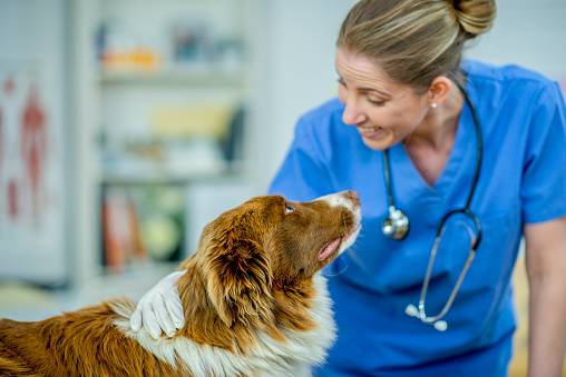 Veterinarji z velikim srcem