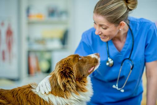 Ambulanta za male živali in dežurni veterinar